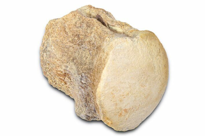 Fossil Mosasaur (Platecarpus) Vertebra - Kansas #382060